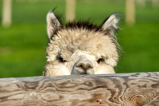 Alpacas in a field in Central Oregon