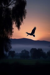 Fototapeta premium Silhouette of a large bird taking off during sunset