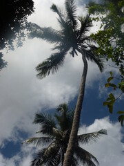 View from under palm trees to the blue sky with white clouds