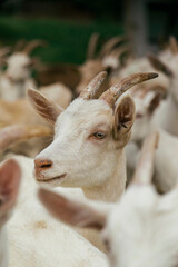 Obraz premium cheesemongers 