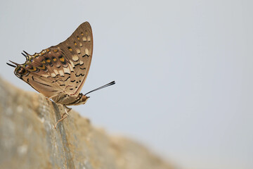 Black Rajah butterfly