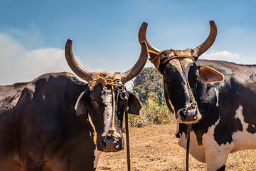 Farm for traditional livestock with cows and for the cultivation of organic tobacco in the region of Vinales in Cuba