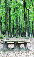 Empty table in oak trees
