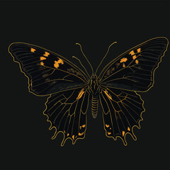 butterfly
