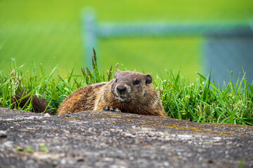 groundhog on pavement and grass