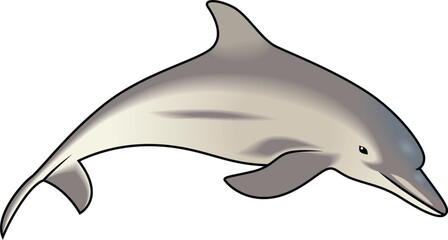 dolphin jumping vector