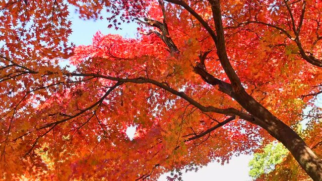 モミジ,紅葉
