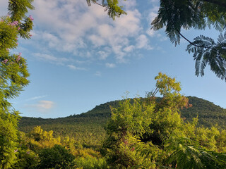 landscape with trees and mountains