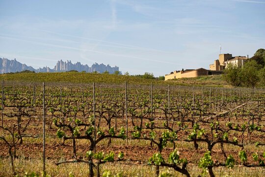 Vineyards in the Pla de Bages denomination of origin area with the Montserrat massif in the background in the province of Barcelona in Catalonia Spain