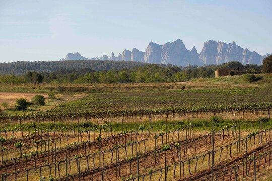 Vineyards in the Pla de Bages denomination of origin area with the Montserrat massif in the background in the province of Barcelona in Catalonia Spain