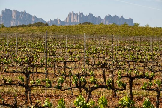Vineyards in the Pla de Bages denomination of origin area with the Montserrat massif in the background in the province of Barcelona in Catalonia Spain
