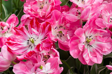Tulips Beth Hart. Top view, the Netherlands.