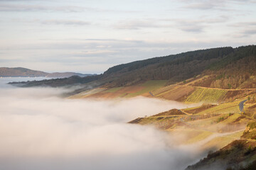 mosselle valley wine region in Germany filled with morning mist fog just after sunrise before the sun burns it off. dragons breath creates dreamy effect in natural beauty with perfect blue sky