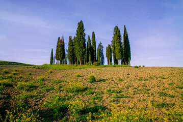 Cypress trees on the green tuscan hills in the Orcia Valley in spring