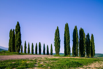 Cypress trees on the green tuscan hills in the Orcia Valley in spring