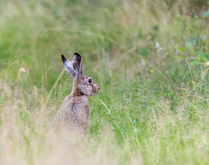 brown hare sitting in the grass in the meadow