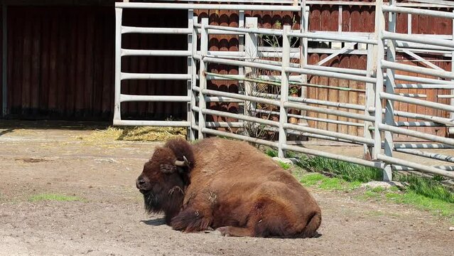 A large, adult bison lies on the ground in a zoo enclosure and chews.