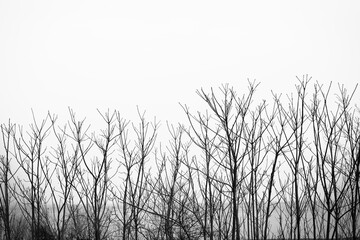 a row of trees in  field with a foggy grey sky in the background and a line of trees in the foreground with no leaves in the foreground. front view. cloudy sky.