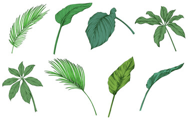 Leaves isolated on white. Tropical leaves. Hand drawn green illustration.