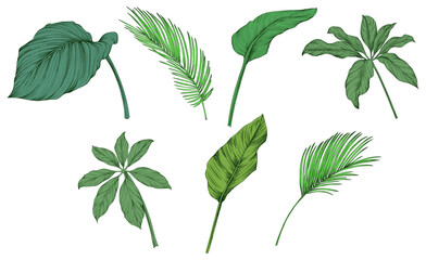 Leaves isolated on white. Tropical leaves. Hand drawn green illustration.
