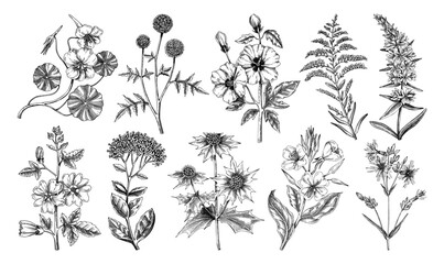Hand drawn garden summer flower collection. Garden flowering plants sketches. Botanical illustrations isolated on white background. Floral design element in engraved style for prints, cards, posters - 603979645