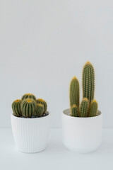 Two cacti in white pots stand on a white table.