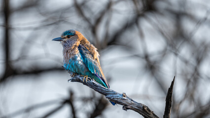 Indian Roller on tree branch | Indian roller perching | Indian roller (Coracias benghalensis)