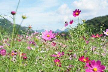 秋の晴れた日に咲いたたくさんのコスモス