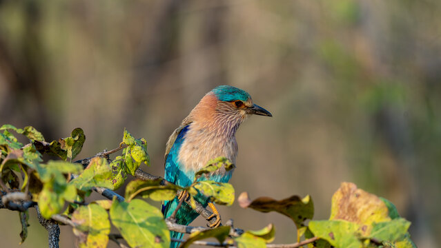 Indian Roller on tree branch | Indian roller perching | Indian roller (Coracias benghalensis)