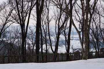 冬の木々と隙間から見える雪景色