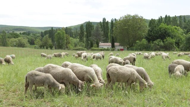 troupeau de moutons dans un pr&egrave;s	