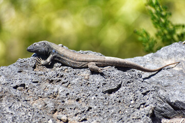 Closeup of wall lizard on Tenerife