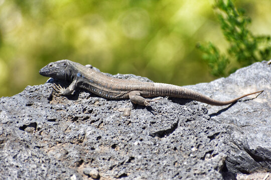 Closeup of wall lizard on Tenerife