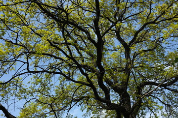 branches against blue sky