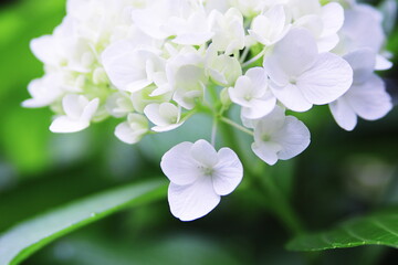 初夏の美しい紫陽花