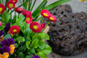 Pink daisies. Volcanic stone. The home yard decoration. Copy space.