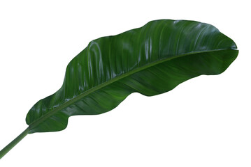 Plant leaves Green nature Tropical forest isolated on transparent background - png	