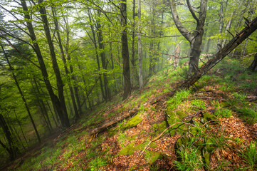 Misty mood in primeval forest. Bieszczady Mountains, Carpathians, Poland.