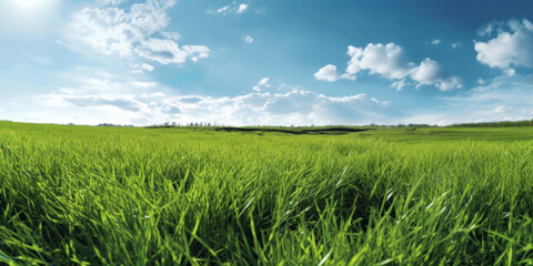 Fototapeta premium Campo verde di erba fresca con cielo azzuzzo
