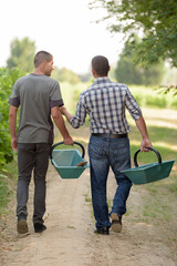 men carrying crates with grape in vineyard