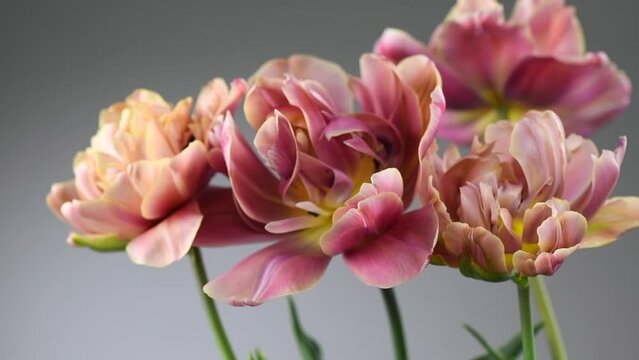 Tulip bouquet, tulips spring flowers close up, blooming pastel pink tulipEaster background, bunch. Beautiful Spring flowers blooming, beauty flower. Watercolor Belle Epoque tulips. On grey background