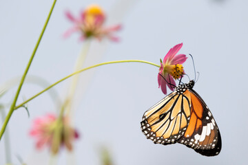 Striped tiger (Danaus genutia), the common tiger feeding on Cosmos flowers 