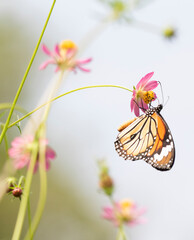 Striped tiger (Danaus genutia), the common tiger feeding on Cosmos flowers 