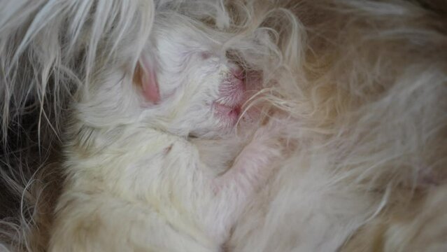 Macro Ragdoll cat family feline giving birth to infant kitty pet breast feeding sucking milk
