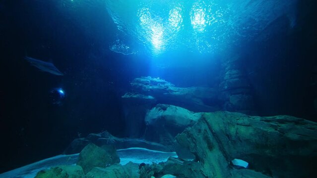 Aquarium Of Paris, Underwater View of Shark Glass Tank and artificial Coral Reef