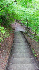 Grand escalier en bois écologique ou en pierre historique et taillée, dans une zone forestière...