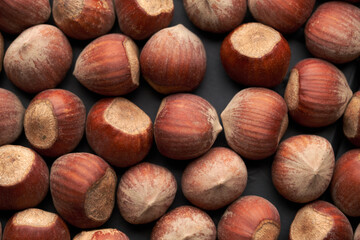 Whole hazelnuts nuts with shell close-up studio shot