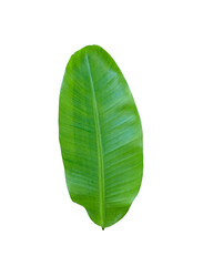 green banana leaf isolated on white, Green banana leaves on a white transparent background, green leaves, leaves, transparent png