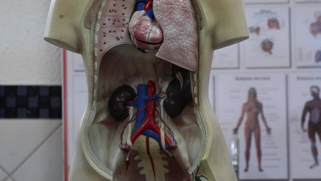A dummy showing Inside of the human digestive system