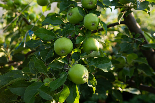 Green apples on tree outdoor food